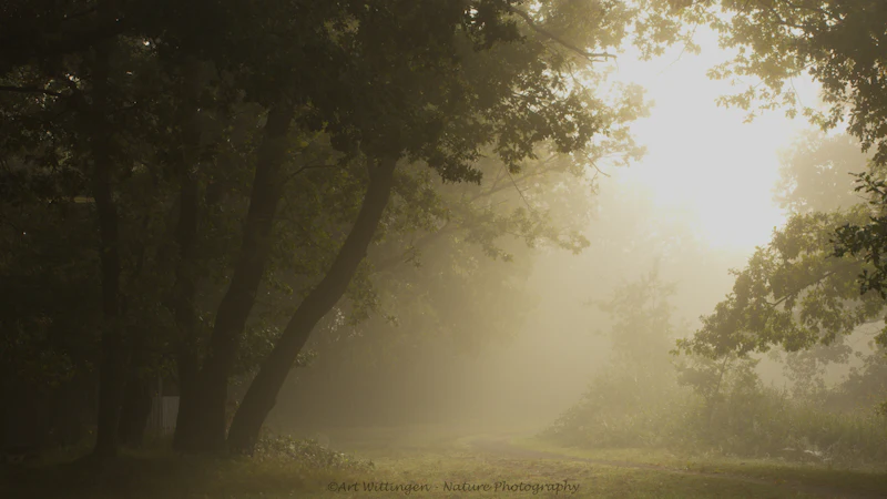 Zo fotografeer je mist en nevel in een landschap
