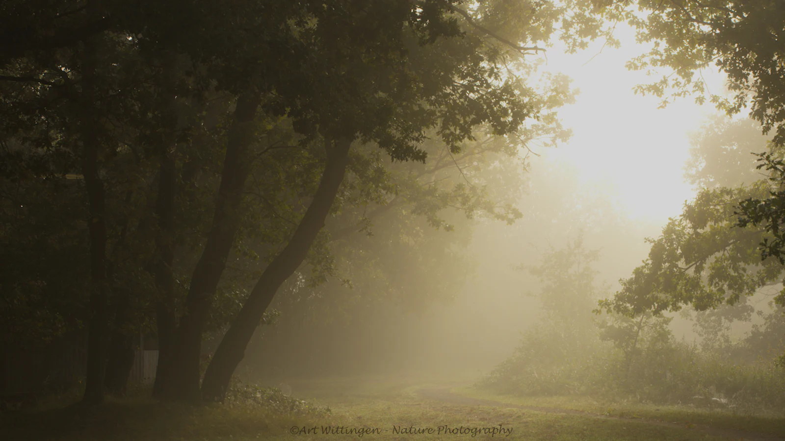 Zo fotografeer je mist en nevel in een landschap