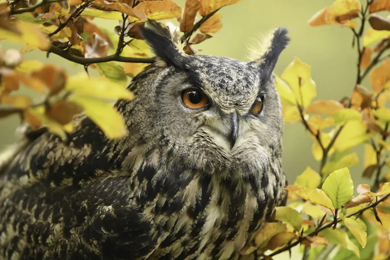 Inspiratie - Onderwerpen om in het bos te fotograferen
