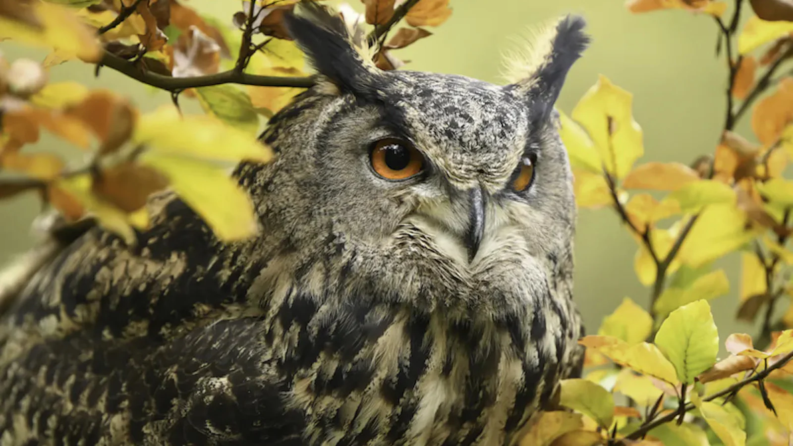 Inspiratie - Onderwerpen om in het bos te fotograferen