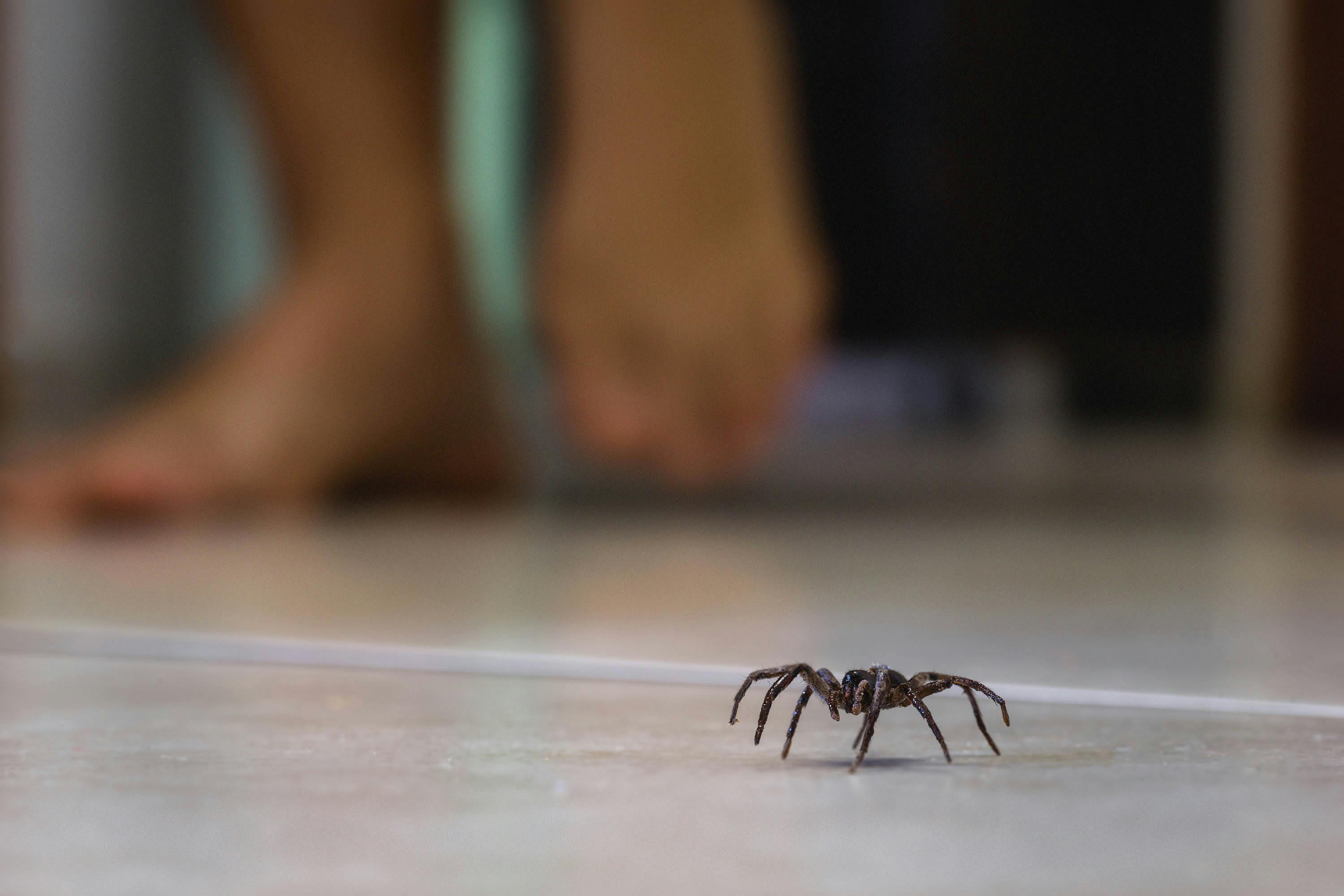 Spinnen in huis? Zo zet (en houd!) je ze buiten