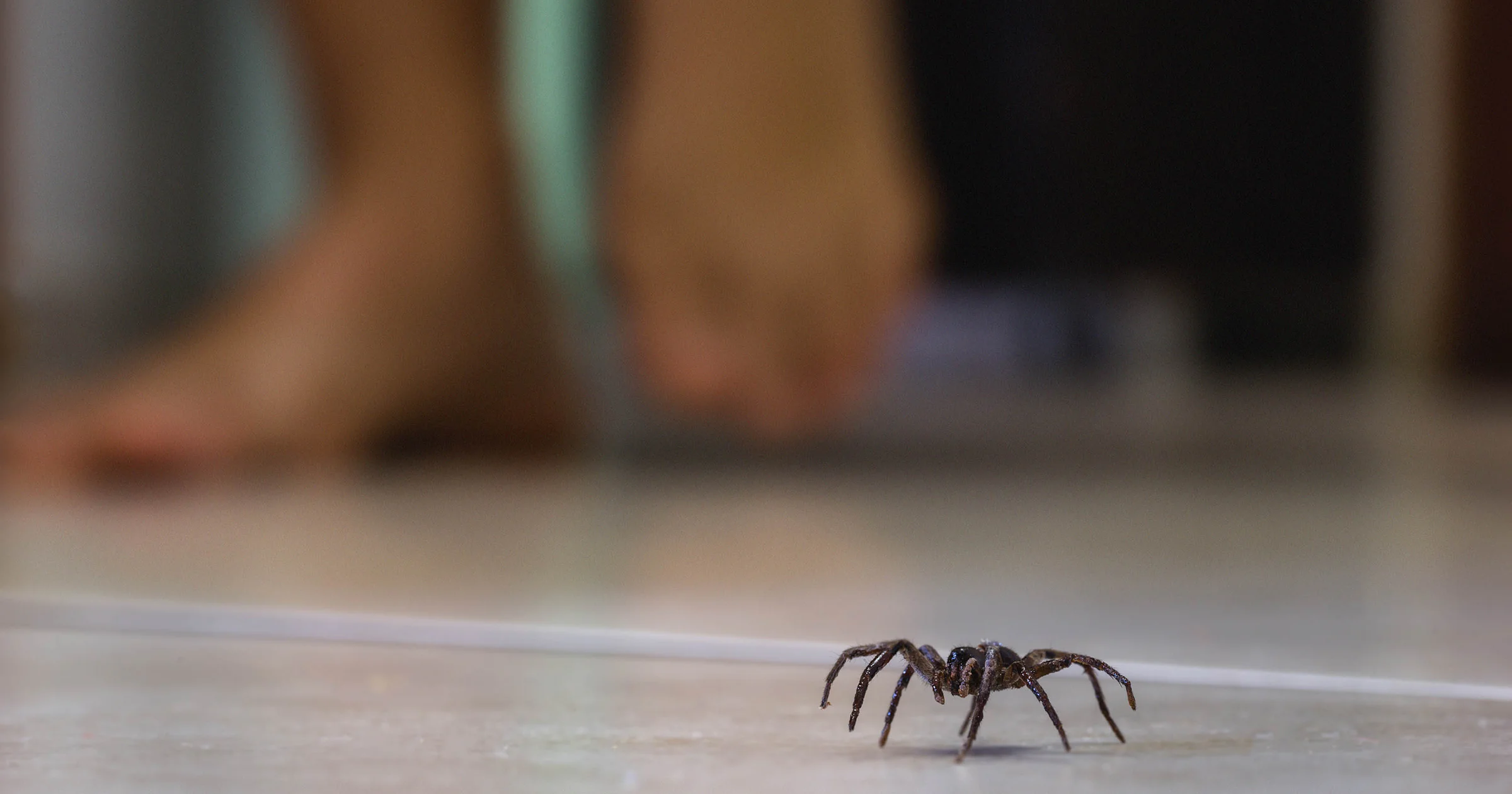 Spinnen in huis? Zo zet (en houd!) je ze buiten