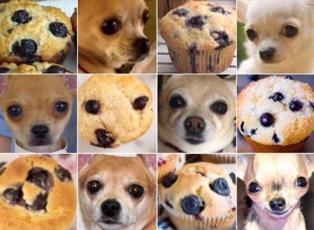 AI wordt getraind met duizenden afbeeldingen, net zo lang tot ze het verschil tussen bijvoorbeeld een muffin en een chihuahua herkennen. Bron: @TeenyBiscuit.