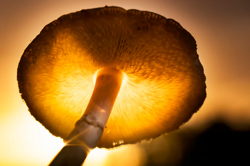 Paddenstoelenfotografie in de herfst!