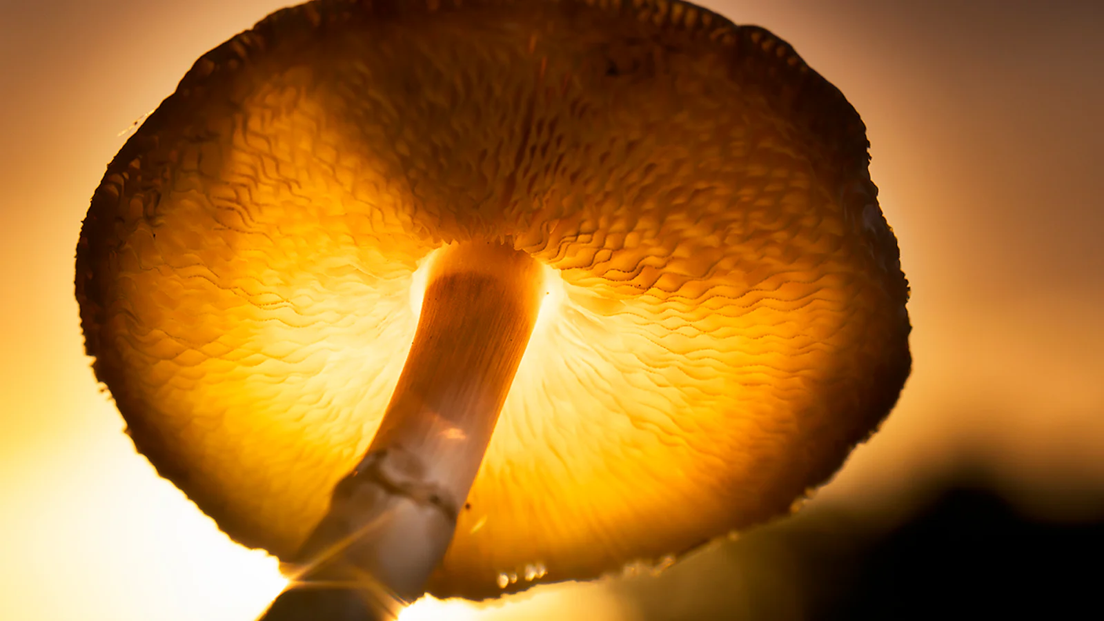 Paddenstoelenfotografie in de herfst!