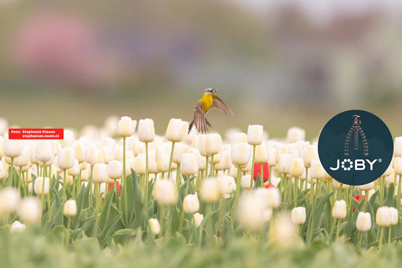 De nieuwste fotowedstrijd met thema 'Lucky shot'!