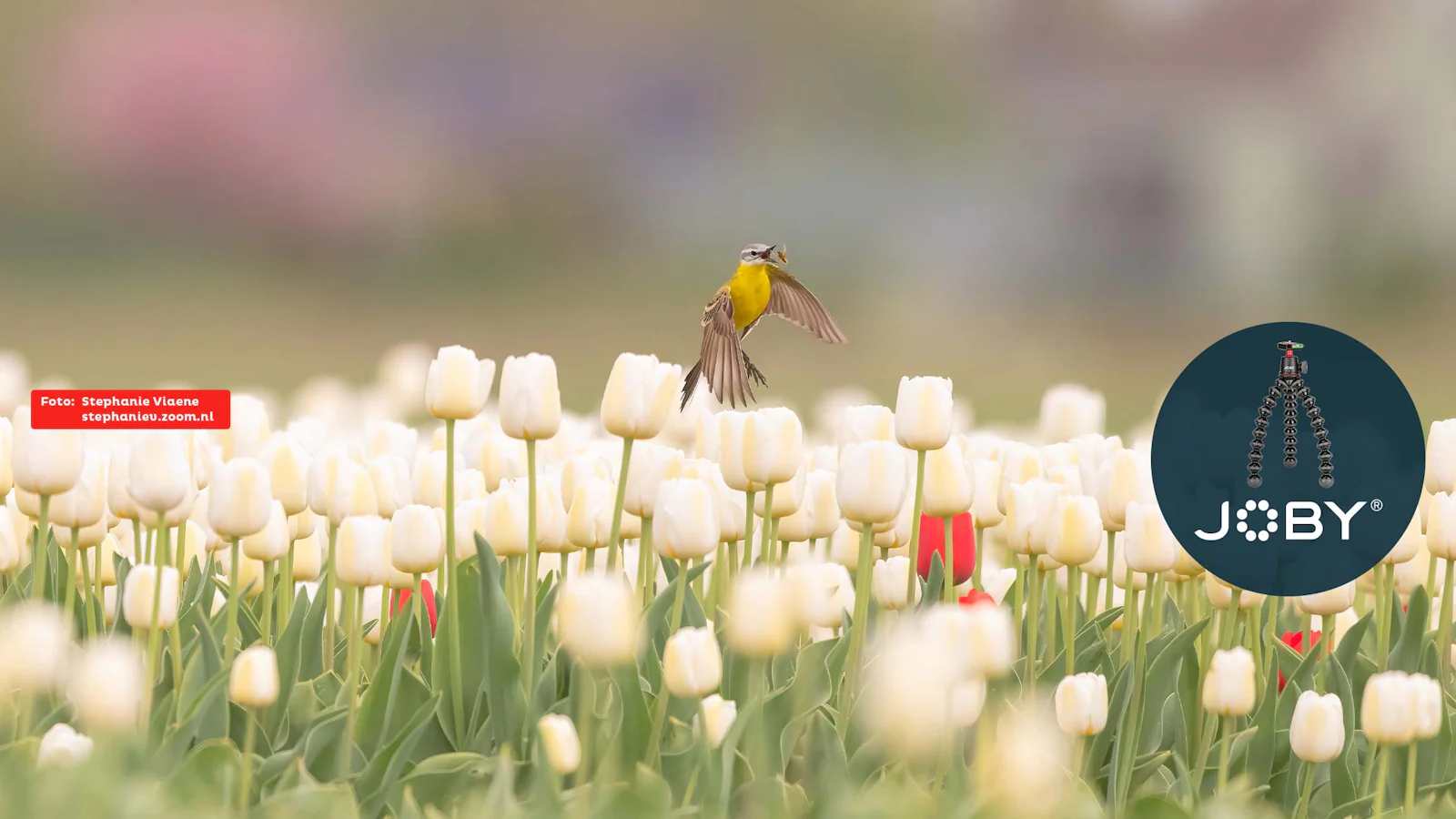De nieuwste fotowedstrijd met thema 'Lucky shot'!