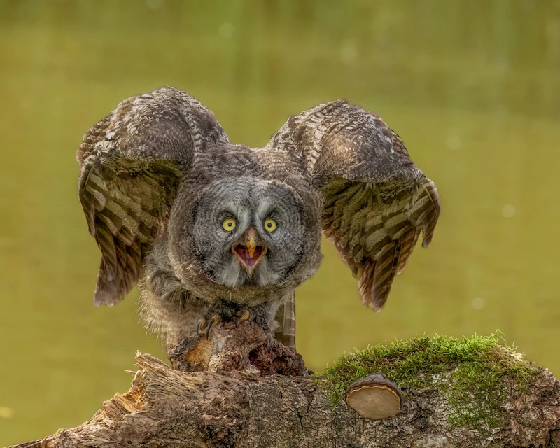 Wild fotograferen in de herfst!