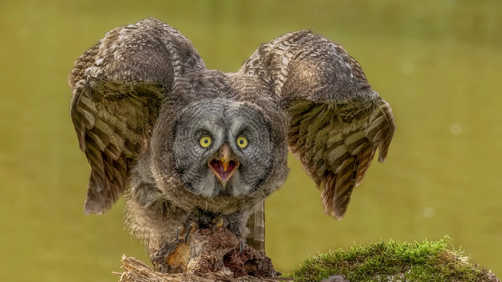 Wild fotograferen in de herfst!