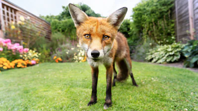 Wildlife in je eigen achtertuin? Kijk mee via een verborgen camera