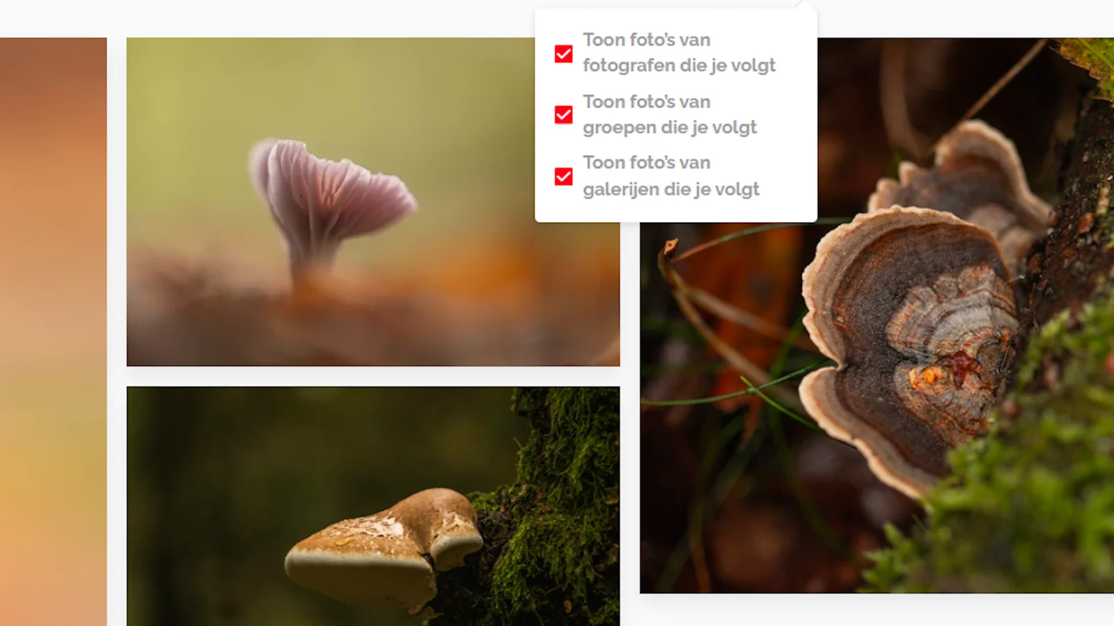Zoom.nl website aanpassingen: zoeken naar gebruikers