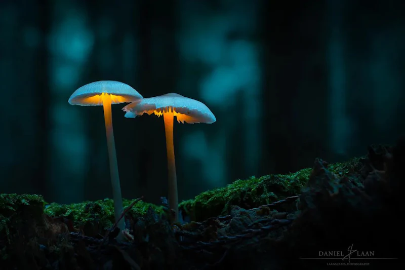 Tips om te spelen met licht en paddenstoelen