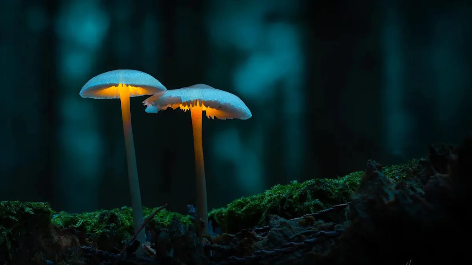 Tips om te spelen met licht en paddenstoelen
