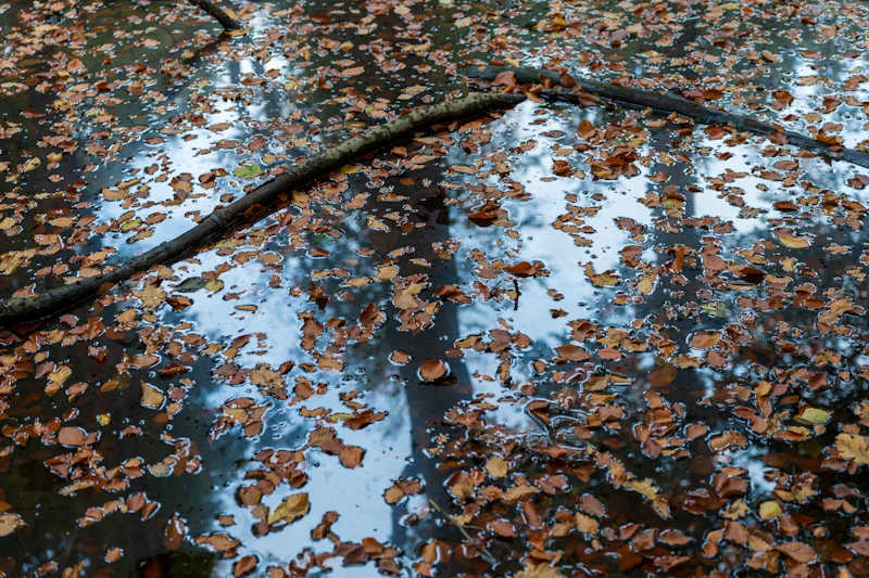 Herfst in de stad: zo fotografeer je sfeervolle cityscapes in regen en mist