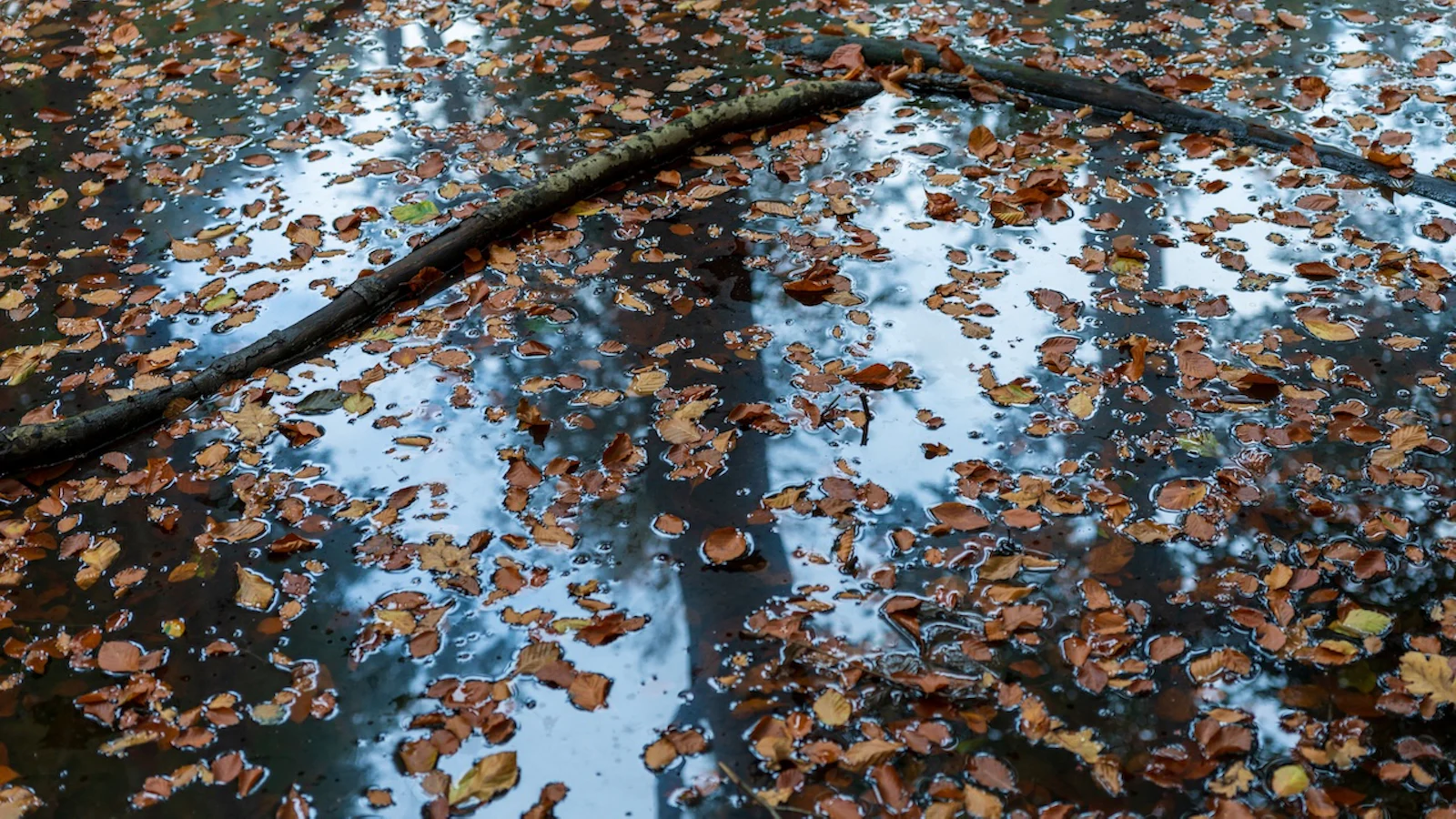 Herfst in de stad: zo fotografeer je sfeervolle cityscapes in regen en mist