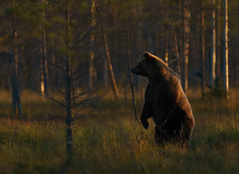 Wildlifefotografie op reis