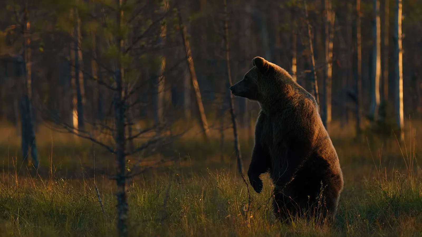 Wildlifefotografie op reis