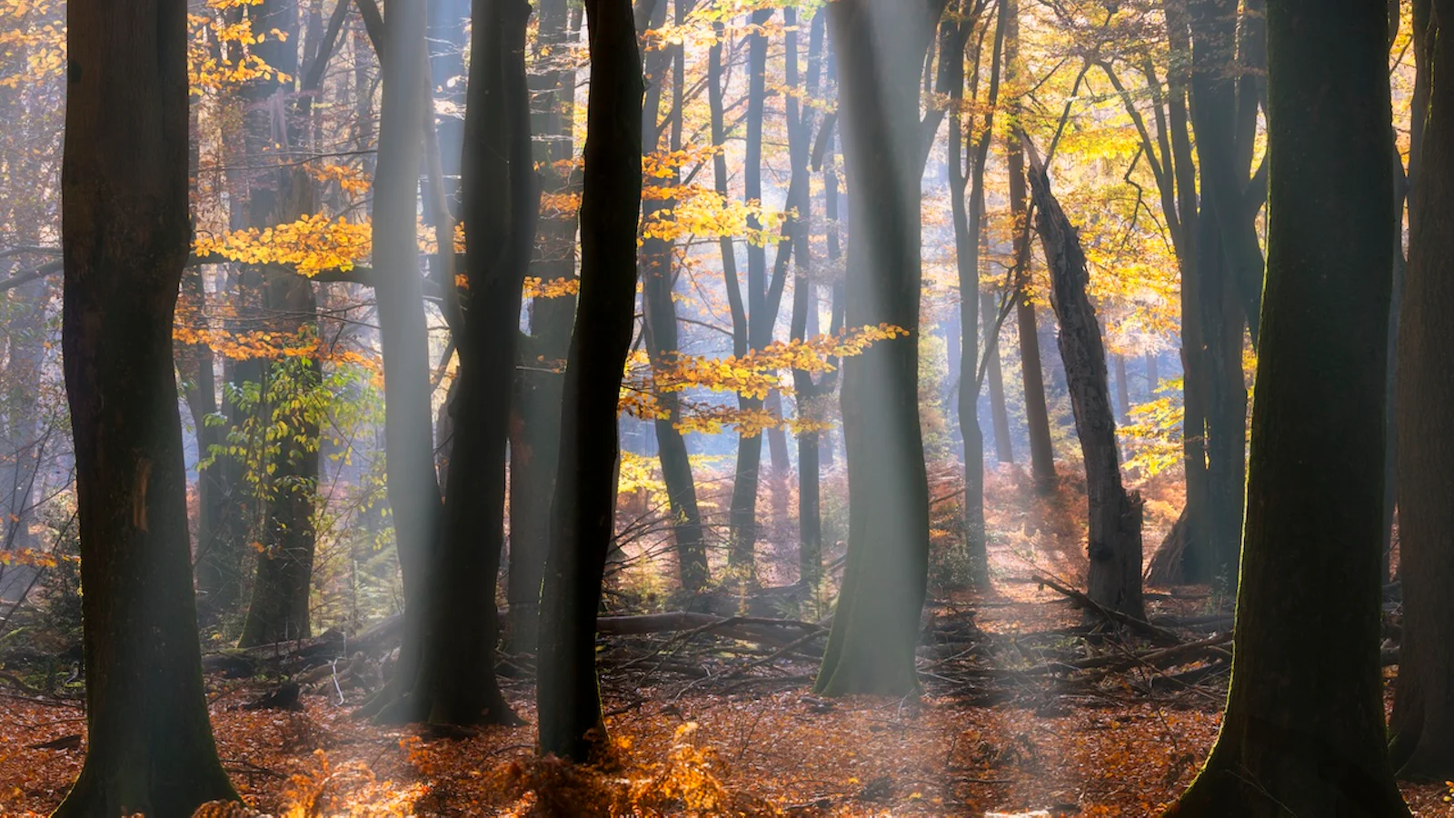 Herfstfotografie - Strijklicht en tegenlicht