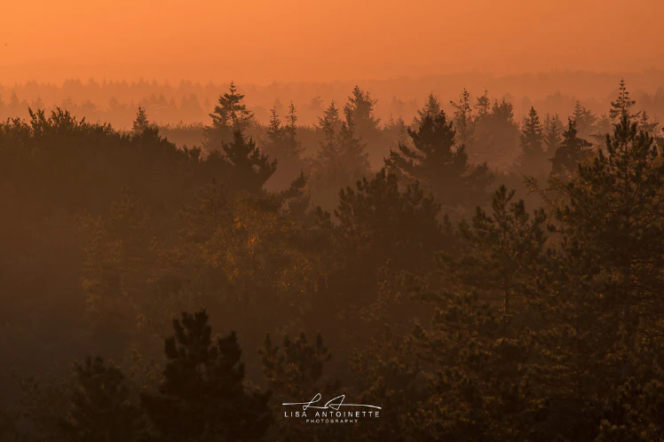 7 locaties voor adembenemende bosfotografie in Nederland en België