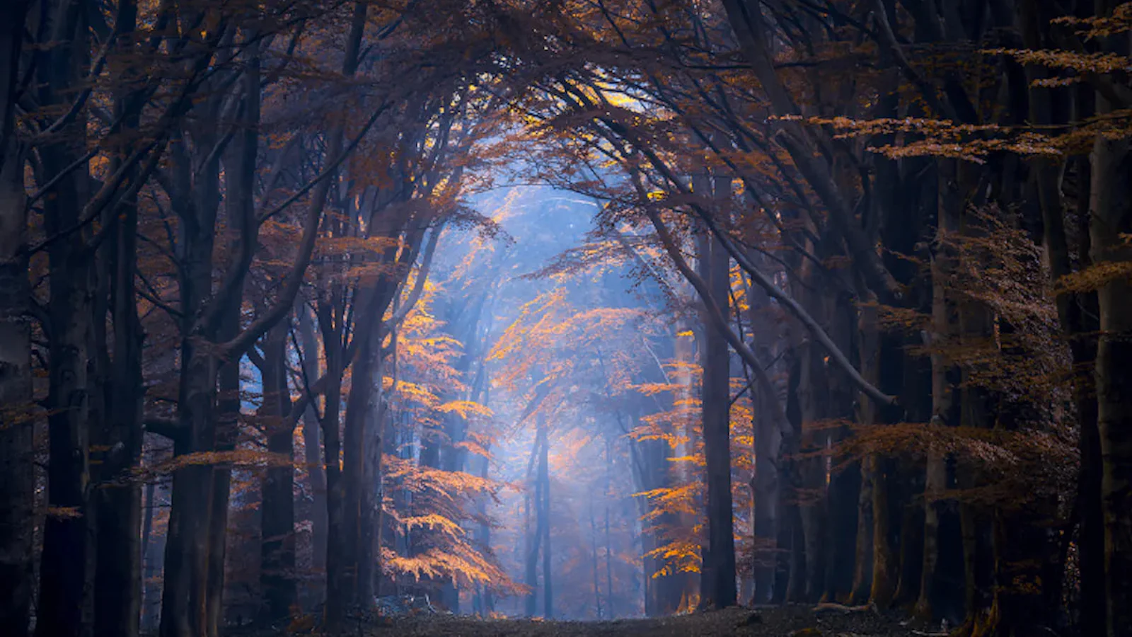 De mooiste kleuren vind je in de herfst