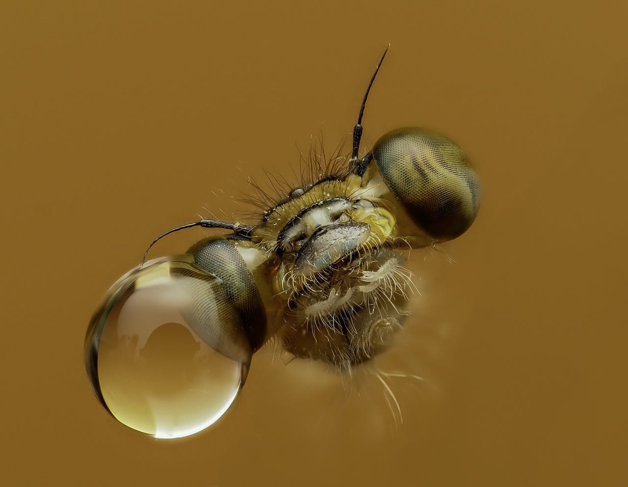 De mooiste macrofoto's van 2025
