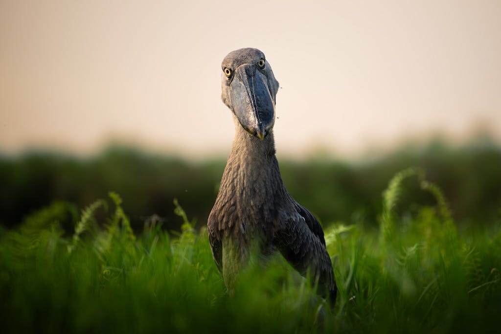 De beste vogelfotografie van 2025 op Zoom.nl