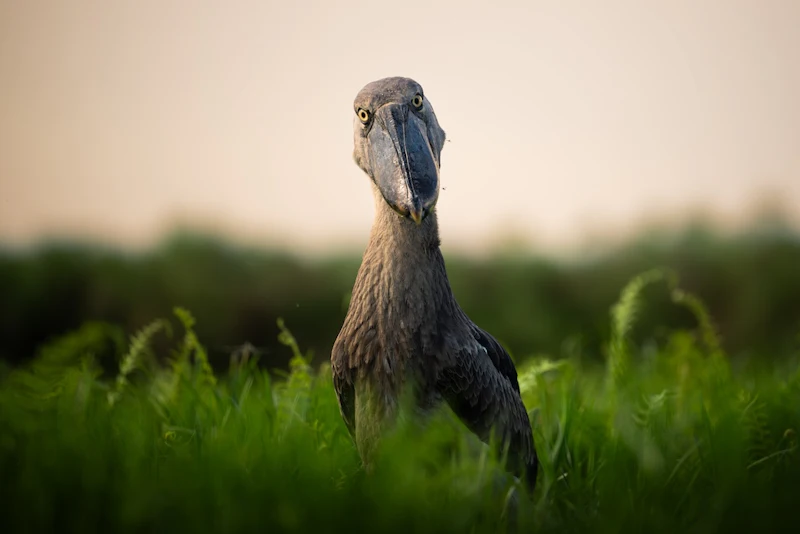 De beste vogelfotografie van 2025 op Zoom.nl