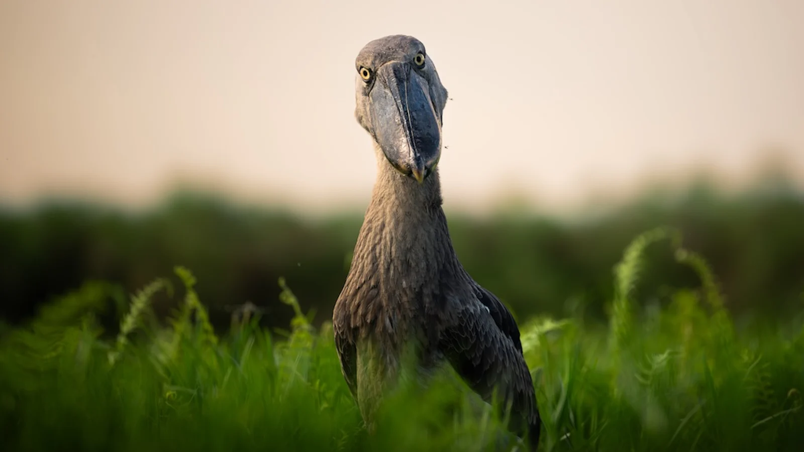 De beste vogelfotografie van 2025 op Zoom.nl