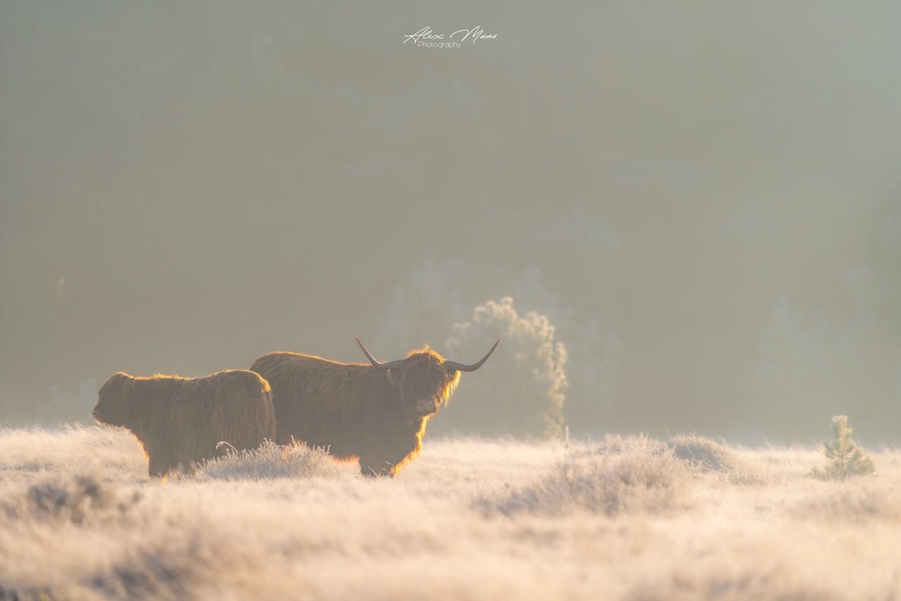 Fotograferen in het mooiste winterlicht: zo maak je betoverende beelden in de kou