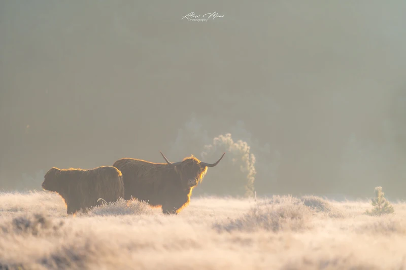 Fotograferen in het mooiste winterlicht: zo maak je betoverende beelden in de kou