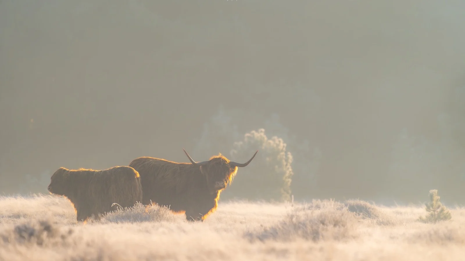 Fotograferen in het mooiste winterlicht: zo maak je betoverende beelden in de kou