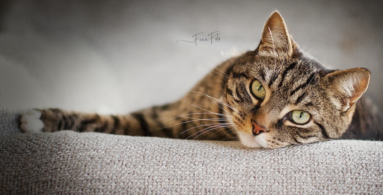 De beste huisdierenfoto's van 2025