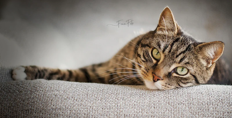 De beste huisdierenfoto's van 2025