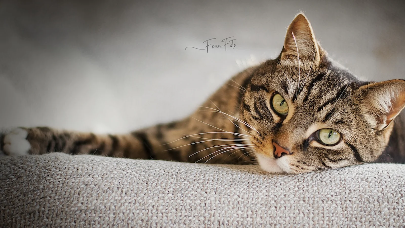 De beste huisdierenfoto's van 2025
