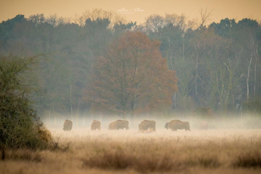 GEZOCHT: fotografeer nieuwe natuur in de Maashorst met Zoom.nl