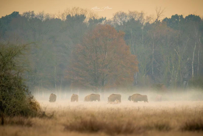 GEZOCHT: fotografeer nieuwe natuur in de Maashorst met Zoom.nl
