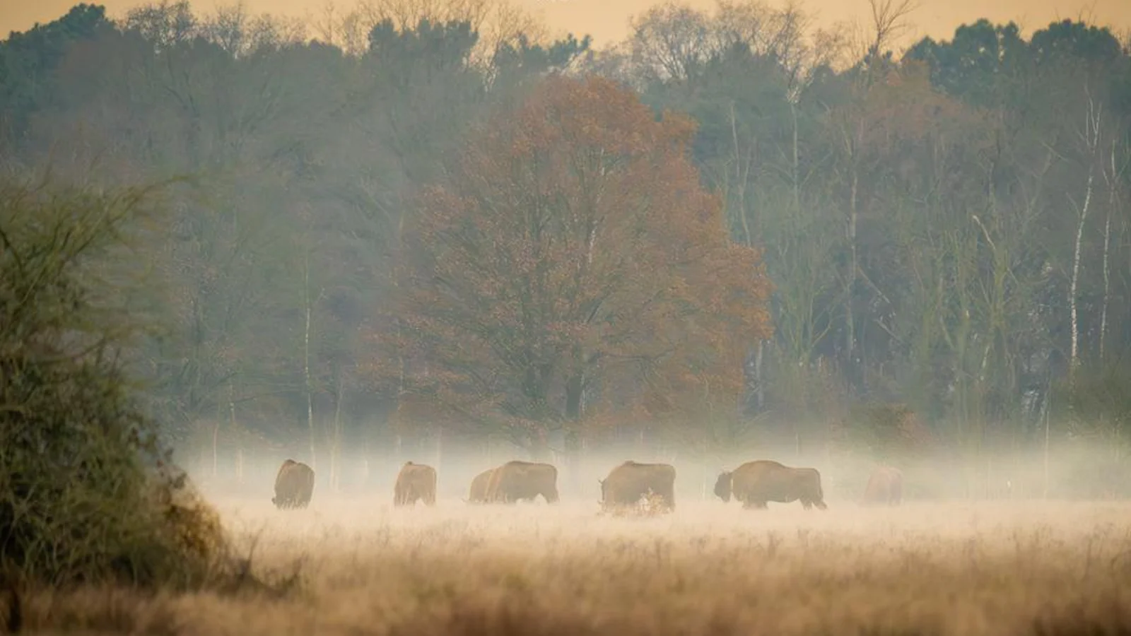 GEZOCHT: fotografeer nieuwe natuur in de Maashorst met Zoom.nl