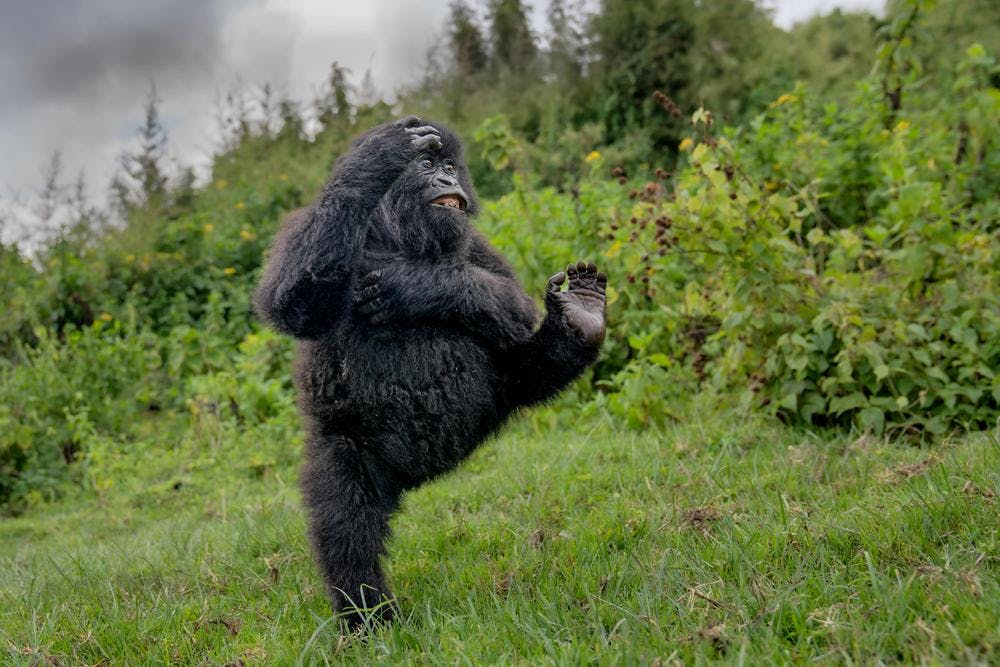 Britse fotograaf wint met gorilla bij Nikon Comedy Wildlife Awards