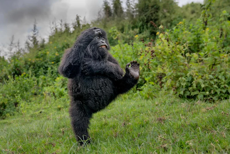 Britse fotograaf wint met gorilla bij Nikon Comedy Wildlife Awards