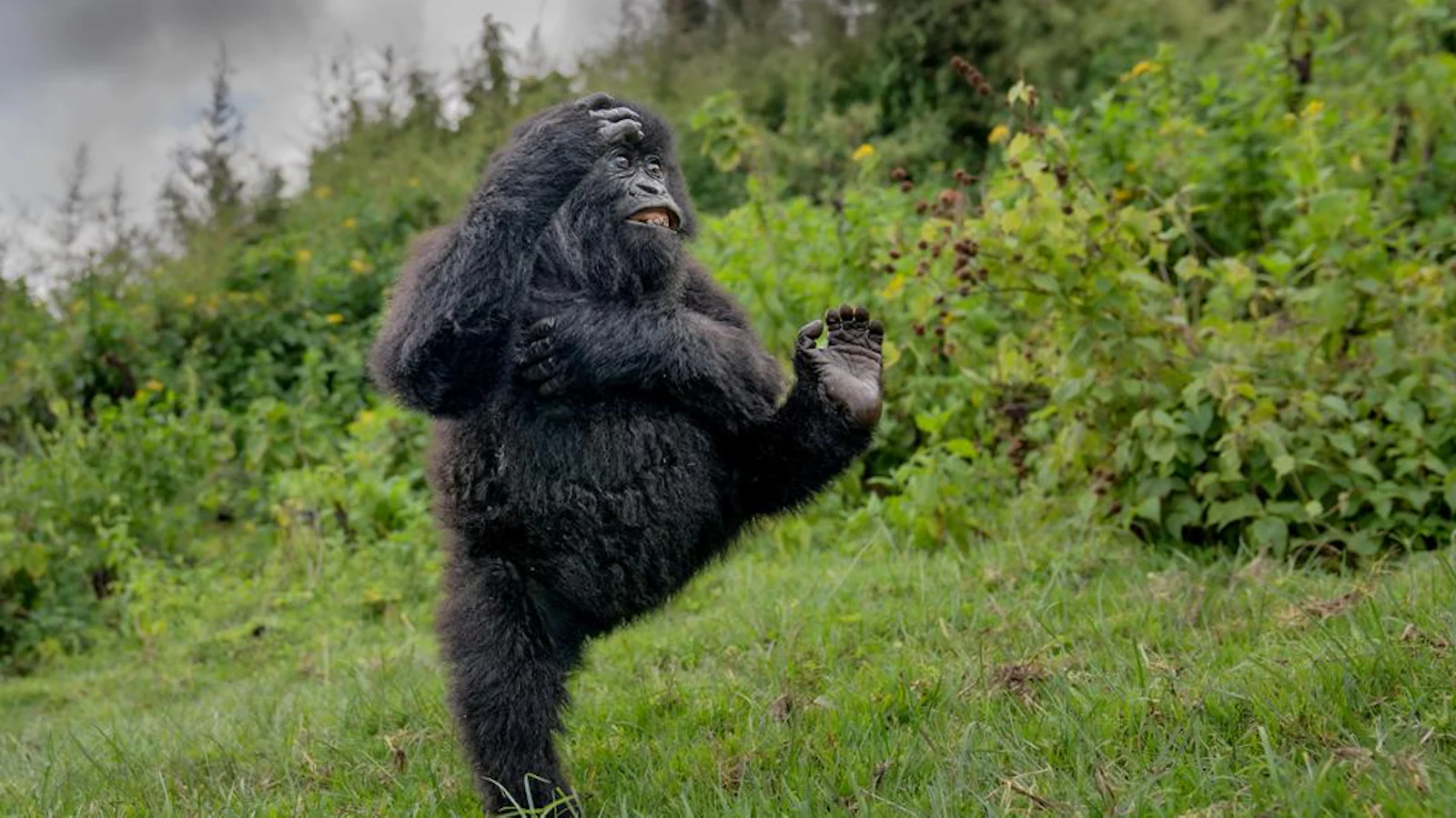 Britse fotograaf wint met gorilla bij Nikon Comedy Wildlife Awards