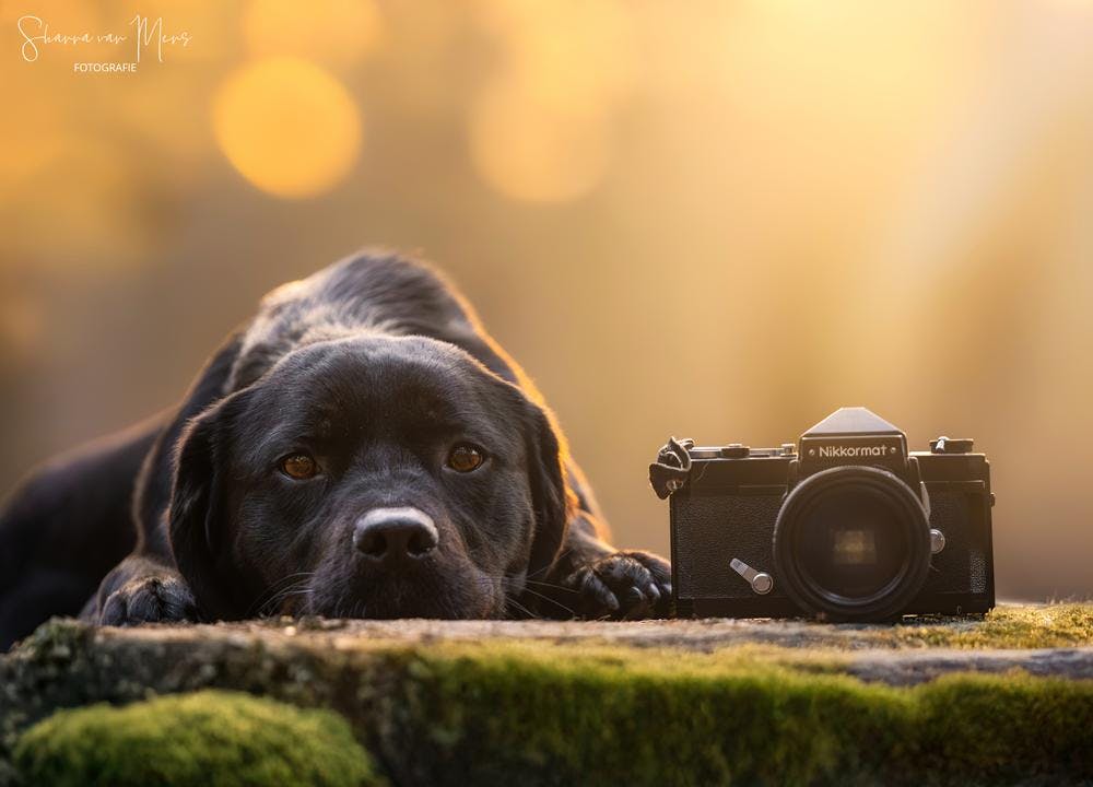 6 redenen om te beginnen met fotograferen