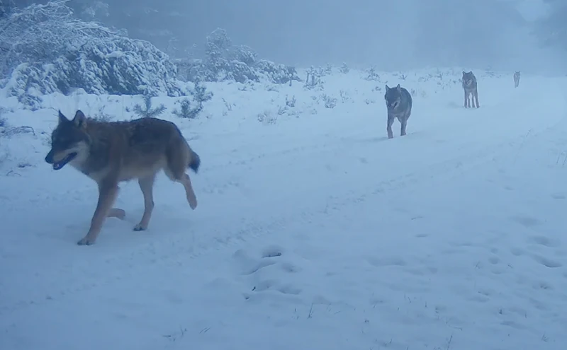 Bijzondere winterbeelden van wolvenroedel op de Zuidwest-Veluwe