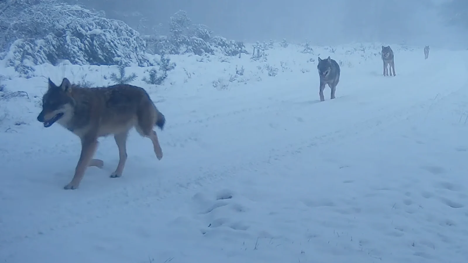 Bijzondere winterbeelden van wolvenroedel op de Zuidwest-Veluwe