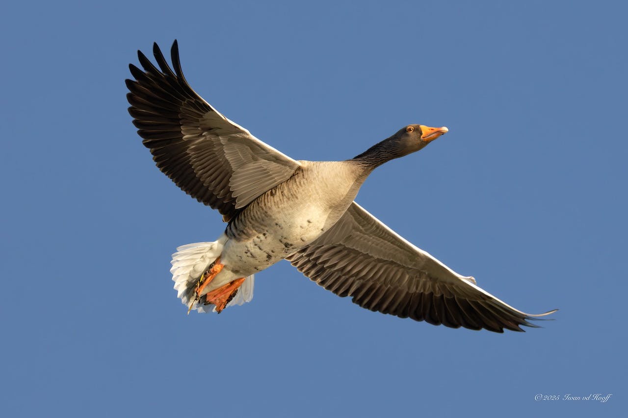 Tips - Zo vind en fotografeer je vogels in de winter