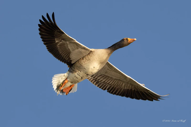 Tips - Zo vind en fotografeer je vogels in de winter