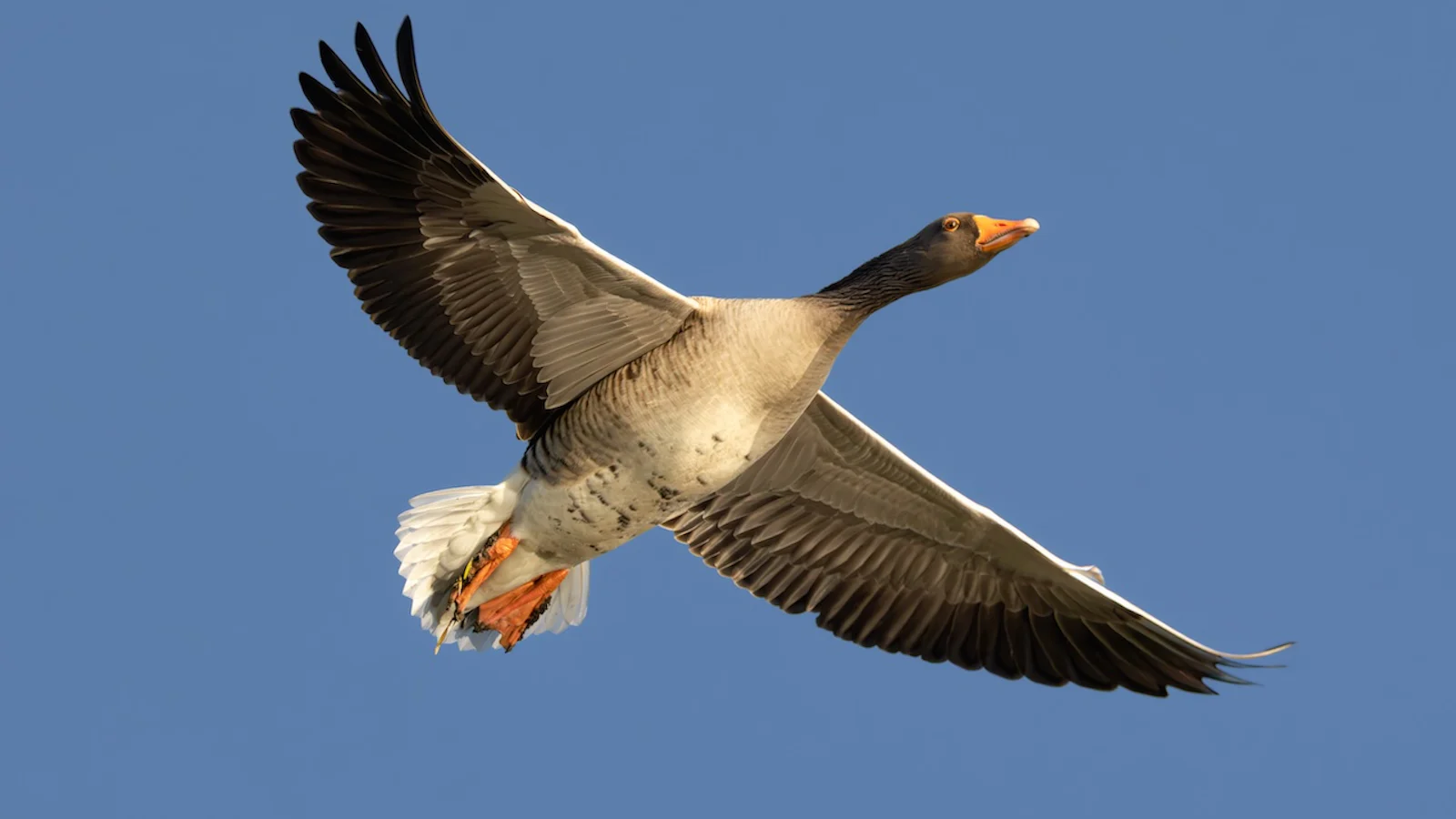 Tips - Zo vind en fotografeer je vogels in de winter