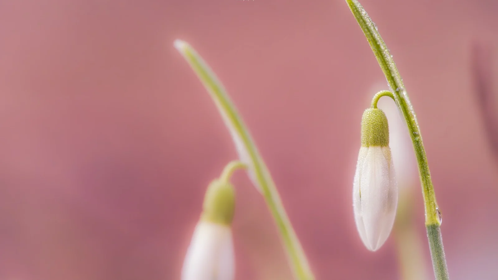 Natuur in februari: vroege bloei, hoogwater en stadsleven