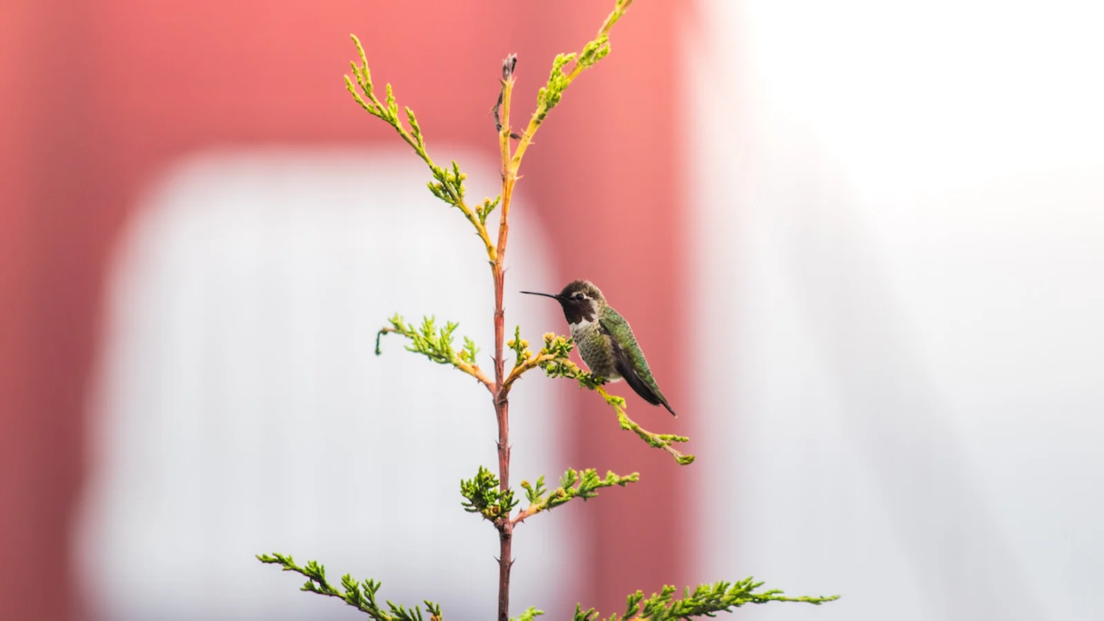 Fotowedstrijd Natuur in de stad - De uitslag!