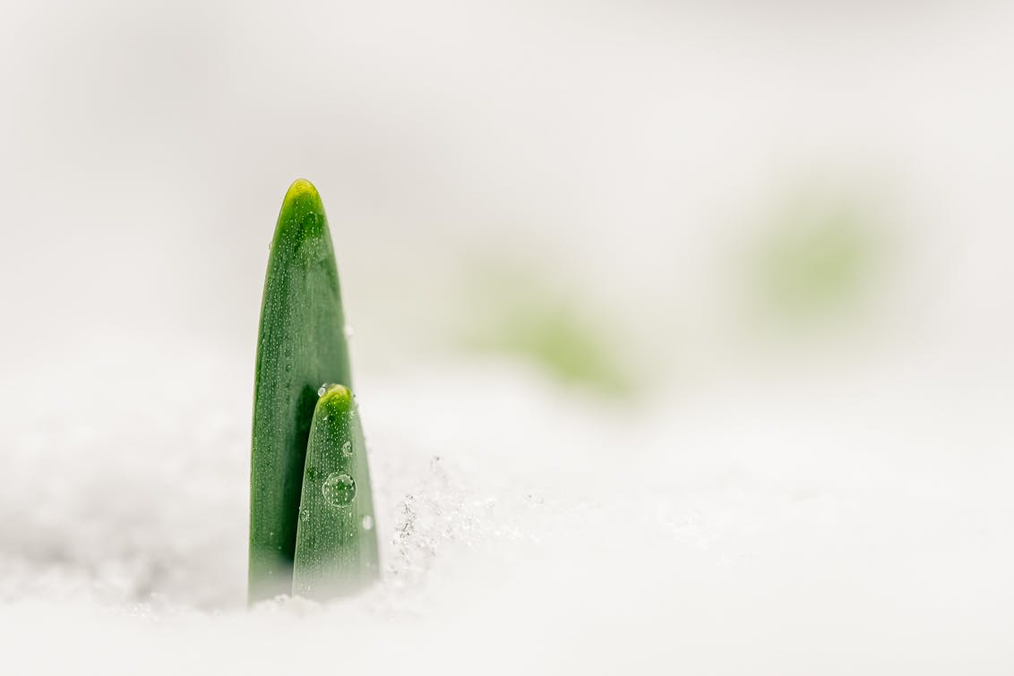 Februari in bloei - De eerste lentekleuren