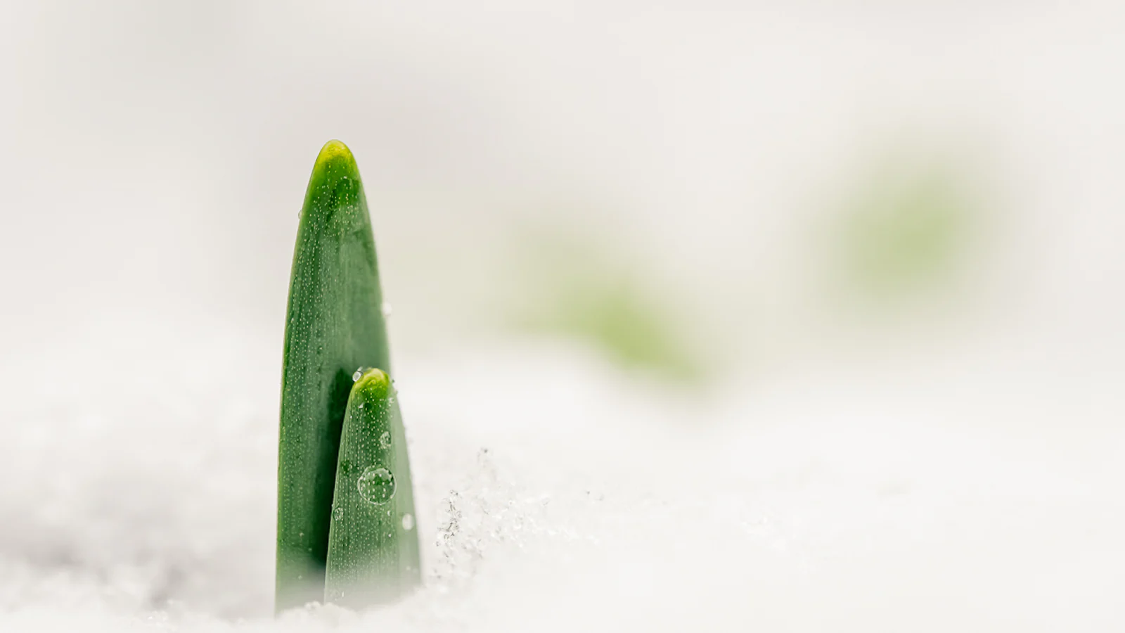 Februari in bloei - De eerste lentekleuren